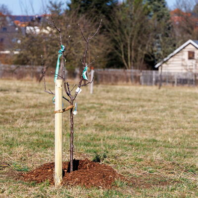 Bild vergr&ouml;&szlig;ern: Auf der Streuobstwiese »Hückelheim« hat der Baum zum "Tag der Sachsen" nun sein Zuhause gefunden.